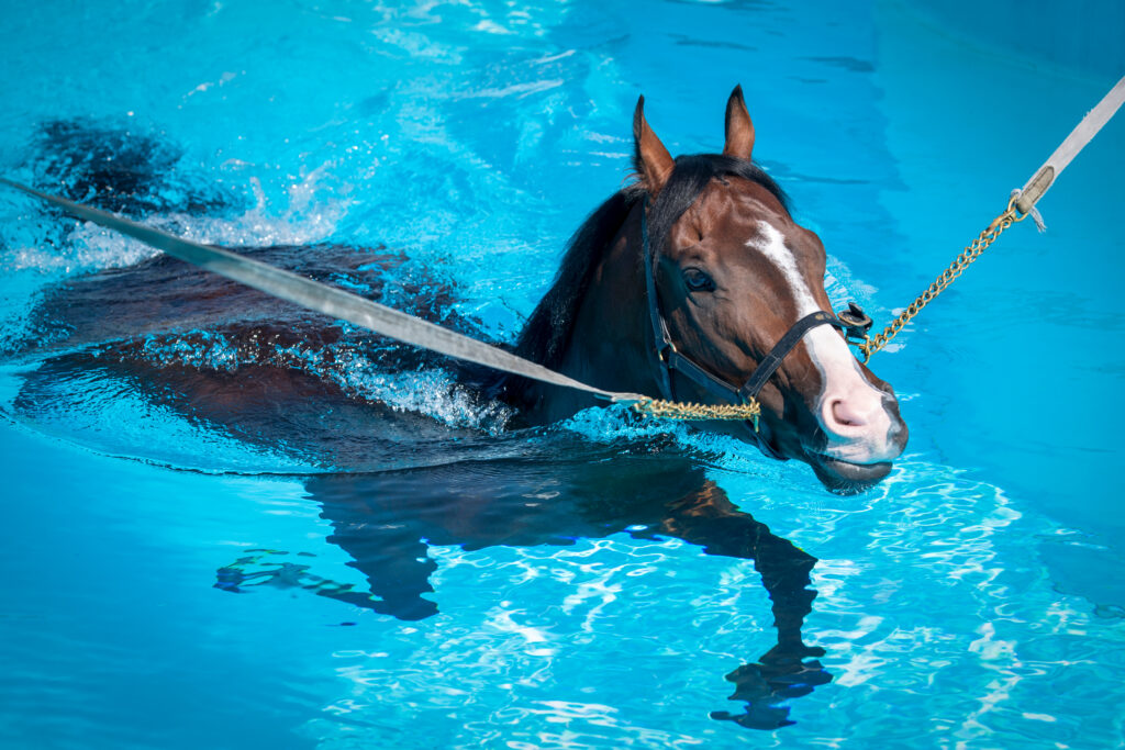 a,horse,swims,at,equine,swimming,pool,.