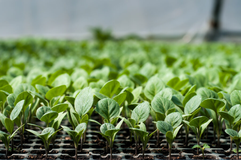 organic,farming,,seedlings,growing,in,greenhouse.