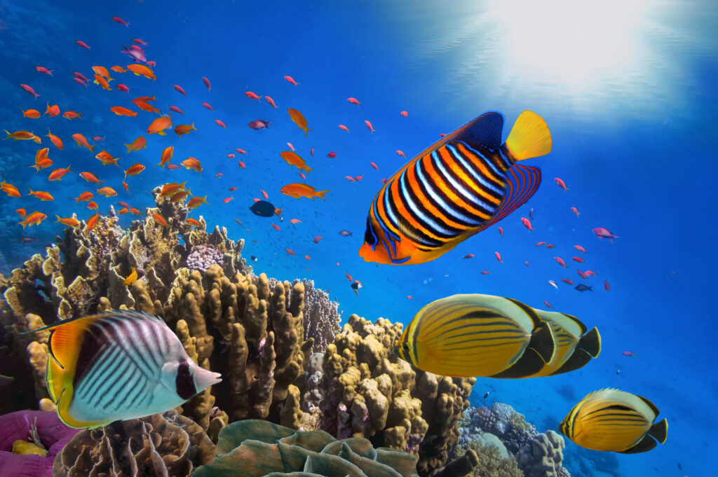 coral reef and tropical fish in sunlight