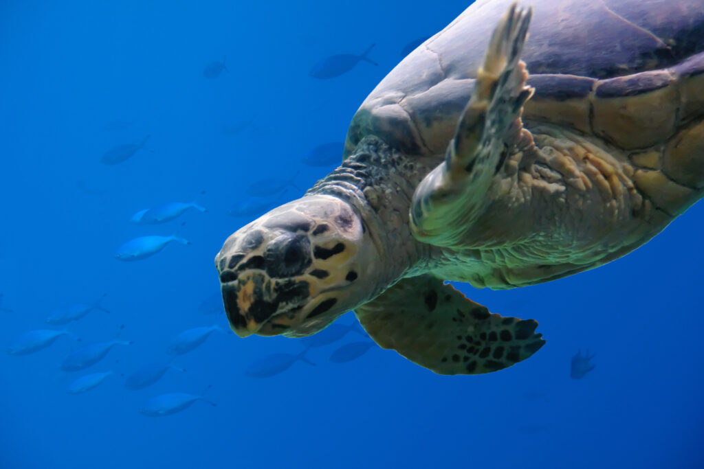 underwater red sea turtle