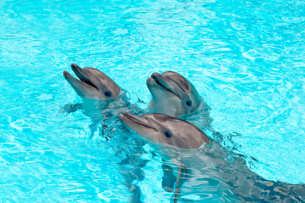 three dolphins in a blue water