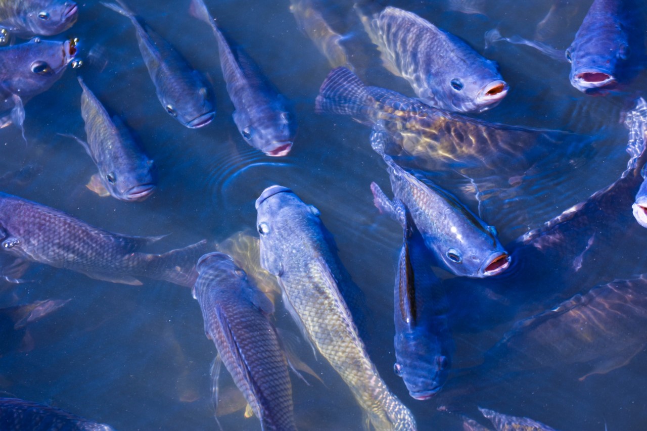 Aquaculture Patriot Water Works