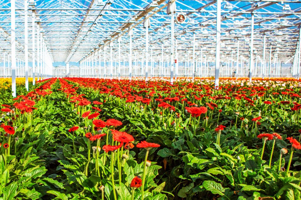 a gerbera flower greenhouse in holland