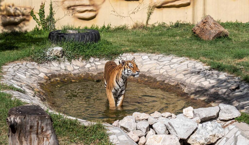 a tiger in the water